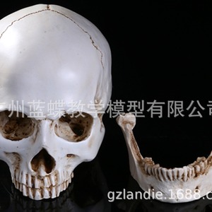 Modelo de Cráneo Humano de Resina 1:1 para Pintar, Arte de Cráneo Humano, Músculos, Esqueleto, Anatomía, Bellas Artes - En Stock - Product Image 4