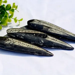 Natural Feng Shui Cuttlefish Fossils Sinoceras Fossil Stones Marine Organisms Fossil Stones Specimens Crystal Carved Engraving