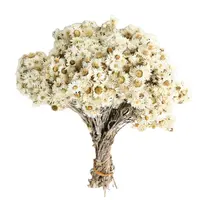 Großhandel beliebtesten getrockneten Blumen kleine weiße Blumen Käse Gänseblümchen für dekorative Hochzeits feier