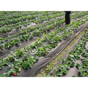 ฟิล์มคลุมดิน PE สีดำแบบมีรูพรุน ป้องกันรังสียูวี สำหรับการคลุมดินและรักษาความชื้นในดิน - Product Image 4