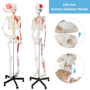 Modèle de squelette humain à l'échelle 1:1 avec points d'origine et d'insertion musculaire FRT002A, modèle de squelette médical grandeur nature de 176 cm - Product Image 4