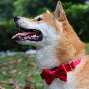 <span class=keywords><strong>Collar</strong></span> de perro de terciopelo suave y sólido de diseño de lujo de fábrica Okeypets, cuello ajustable, tamaño de logotipo personalizado, <span class=keywords><strong>Collar</strong></span> para perros pequeños y medianos - Product Image 5