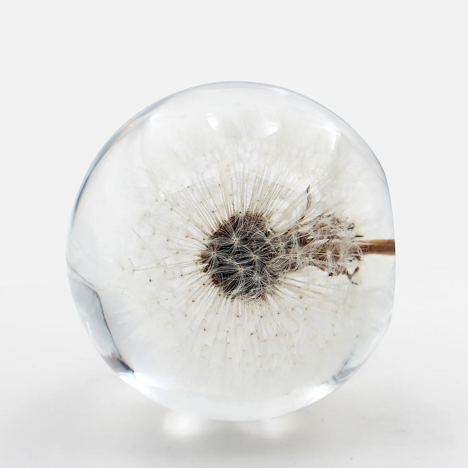 Unique Novelty Gift White Dandelion Paperweight Hand made Resin Globe Floral Crafts Valentine Festival Gift