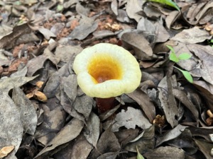 Высокое качество, низкая цена, Ganoderma lucidum <span class=keywords><strong>reishi</strong></span> гриб споровое масло - Product Image 5