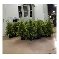 Fournitures d'usine de chine cyprès artificiel grand cèdre artificiel d'extérieur pour la décoration de jardin restaurant