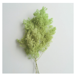 Amaranto Preservado Natural de Colores, Helecho Retrofractus <span class=keywords><strong>Ming</strong></span>, Flores Preservadas para Decoración del Hogar - Product Image 3