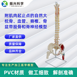 Modèle naturel de l'os occipital, des vaisseaux sanguins, de la ceinture pelvienne vertébrale, du fémur et des nerfs spinaux, y compris leur origine - Product Image 5