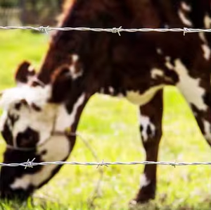 Alambre de Púas de <span class=keywords><strong>Torsión</strong></span> Inversa Directo de Fábrica, Venta al por Mayor, Alta Calidad, Bajo <span class=keywords><strong>Precio</strong></span> - Product Image 2