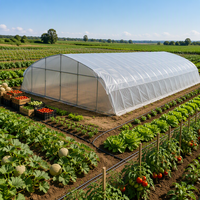 Serre tunnel agricole à simple travée pour la culture de légumes