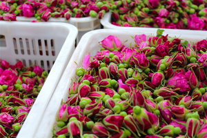 FANGLEI 1 Fabricant OEM & ODM Rose Ram Matériel À Base De Plantes Minceur Fitne Thé De Bourgeons De Rose Séchés - Product Image 4