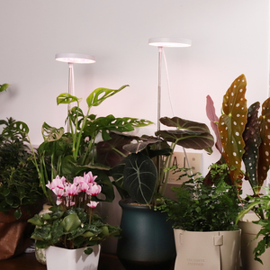 Maceta lámpara crecer 10W 3500K LED <span class=keywords><strong>planta</strong></span> luz maceta <span class=keywords><strong>Mate</strong></span> espectro completo luz plántulas crecer luces para plantas de interior - Product Image 5