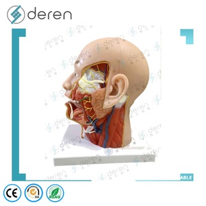 Deren DR Medical Science Head Neck <strong>Blood</strong> <strong>Vessels</strong> and Nerves Specimen Anatomical Model Soft Silicone Made in China - Product Image 5