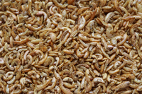 Alimentation pour poissons secs à base de krill lyophilisé, directement de l'usine, pour la peau et le pelage