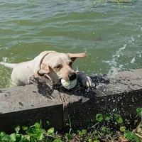 Jouet pour chien, balle ETPU super résistante aux morsures, légère, à haute élasticité, interactive, pour lancer et faire voler, accessoires