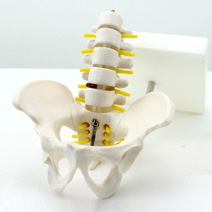Model anatomi Lumbar dan panggul PVC terlaris model tulang manusia Life-Size untuk Latihan Sains & perawat medis - Product Image 4