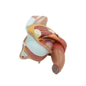 4-teiliges anatomisches Modell des männlichen Fortpflanzungssystems |   PVC Medizinisches Lehrmittel YUYUE Marke Modell XX-YXSX159 - Product Image 3