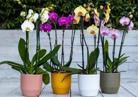 NIF Largement utilisé de qualité supérieure bambou orchidée treillis fleur bâtons orchidée support bâton avec clips