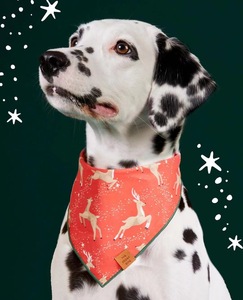 Arnés de Seguridad para Mascotas, Correa y Pañuelo, Set de Accesorios para Perros - Product Image 5