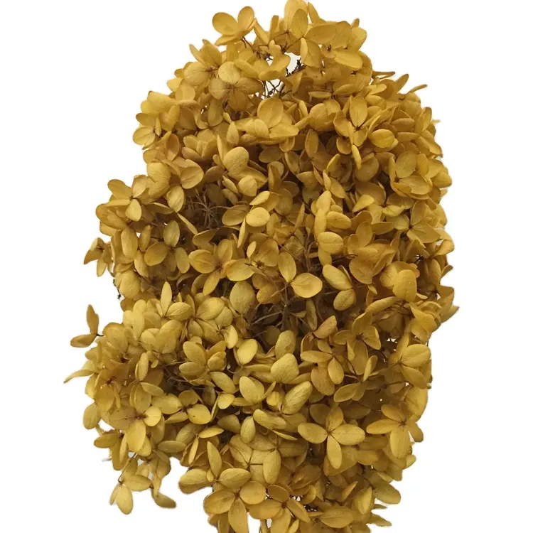 Wholesale Fresh Cut Yellow dried Flower Preserved Eternal Hydrangea