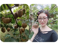 Chinese Natuurlijke Biologische Gedroogde Gesneden Kiwi 'S Van Hoge Kwaliteit Zoete Groene Gedroogde Kiwi 'S