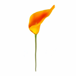 TALLO FLOR CALLA LILY DE 19 ", TALLO <span class=keywords><strong>VERDE</strong></span> [EF11082] - Product Image 4