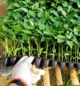 Bandeja de plántulas de vivero de propagación hidropónica de plantas de jardín de plástico de 50 72 128 celdas - Product Image 1