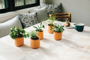 Kit de démarrage d'herbes d'intérieur en terre cuite minuscules marguerites <span class=keywords><strong>lavande</strong></span> coquelicots et trèfle 4 acceptent le kit de culture de jardin d'herbes bricolage personnalisé - Product Image 6