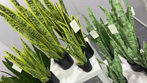 Buena venta 3D impresión diferente Color Artificial <span class=keywords><strong>Sansevieria</strong></span> planta Faux suculenta planta Tropical para sala de estar interior - Product Image 6