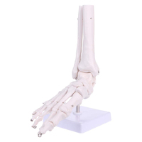 Modelo de esqueleto humano de plástico para pies, simulación de anatomía médica