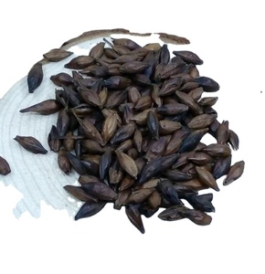 Ulk Supply-brotes de maltas para té de hierbas, - Product Image 1