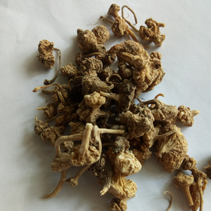 Zhu zi shen naturel séché Panax japicus <span class=keywords><strong>var</strong></span>. Racine de rhozome majeure pour herbe - Product Image 6