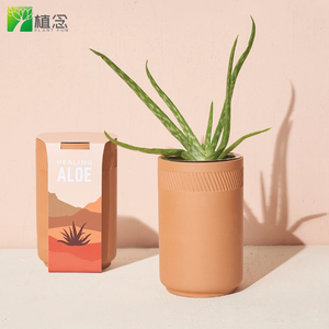 Penjualan laris Set peralatan mawar gurun buaya kaktus bonsai Set Bonsai untuk taman dalam ruangan bonsai kit alat plantable tanah - Product Image 5