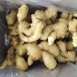 Pemasok Menyediakan Produk Jahe Segar Organik yang Laris Manis - Product Image 6