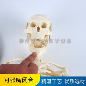 Modelo de Esqueleto Humano de 85 cm, Modelo de Anatomía Humana, Equipo para Experimentos Biológicos, Modelo de Enseñanza Médica al por Mayor - Product Image 4