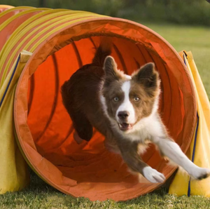 PetFit Verdikte Materiaal Biologisch Afbreekbaar Waterdicht IP67 Meerdere Maten Hond Agility <span class=keywords><strong>Tunnel</strong></span> voor FCI Competitie Hondentraining - Product Image 1