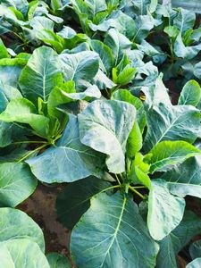 ANLUNDO Fertilizante Biológico en Polvo 100% Puro de Oligosacáridos de Algas Marrones, Bioestimulante con Liberación Controlada <span class=keywords><strong>para</strong></span> la Agricultura - Product Image 3