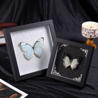Cadre en bois pour spécimens, profondeur 2 cm, vide, à faire soi-même, pour spécimens de papillons, décoration de table et murale