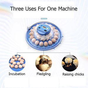 Incubateur <span class=keywords><strong>d</strong></span>'oeufs de poule/mini incubateur/incubateur fabricants <span class=keywords><strong>d</strong></span>'oeufs fabriqués <span class=keywords><strong>en</strong></span> Chine avec <span class=keywords><strong>un</strong></span> bon <span class=keywords><strong>prix</strong></span> - Product Image 5