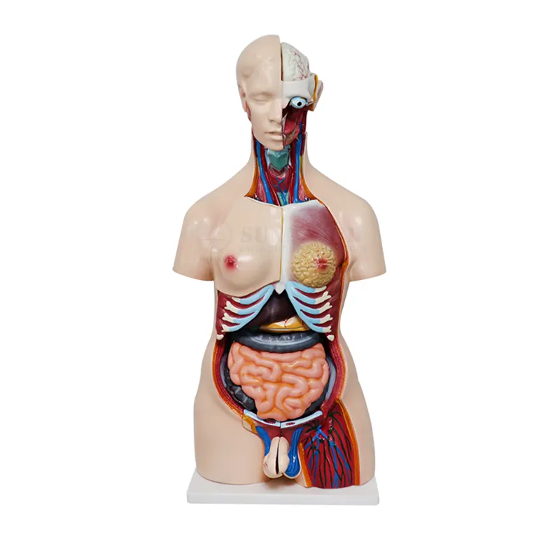 SY-N018 Human Both Sex Demonstration Torso Model Simulated Human Organs 85cm 4o parts Medical Anatomy Teaching