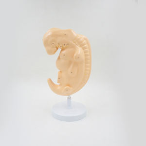 Modelo fetal, Cuerpo Humano anatómico, cuatro semanas de embarazo, embriologí<span class=keywords><strong>a</strong></span> de tejido embrionario, Ayuda de Entrenamiento Educativo médico - Product Image 2