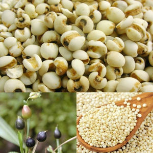 เมล็ดข้าวฟ่างเวียดนามราคาดีที่สุดในรูปแบบผงแห้ง ผลิตภัณฑ์อาหารเกษตรคุณภาพพรีเมียม อายุการเก็บรักษา 12 เดือน - Product Image 2