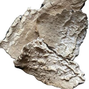 Bois séché blanc, champignon Irpex, champignons laitus, lait, blanc, polypores dentés, à vendre - Product Image 1