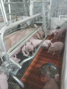 Cages de mise bas réglables de style européen pour truies, neuves, avec design anti-écrasement - Product Image 2