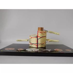 Modelo Anatómico de Neurona de la Médula Espinal Humana para Ciencias Médicas, Herramienta Educativa de Aprendizaje y Entrenamiento de PVC - Product Image 2