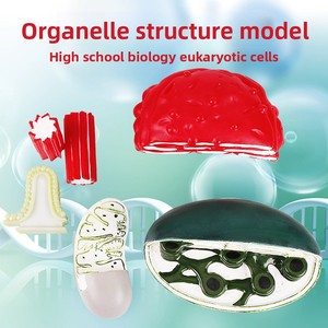 Modèle de structure d'organe, morphologie cellulaire, démonstration structurelle par microscope électronique, aide pédagogique pour la biologie au lycée - Product Image 4