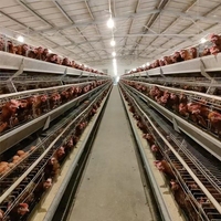 Nouveau poulailler en acier de type A et cage à poules pondeuses pour poulets de chair pondeuse poulets animaux cage de batterie pour ferme d'élevage de poulets