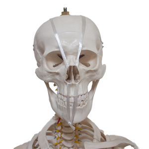 Modelo <span class=keywords><strong>de</strong></span> Anatomía Humana <span class=keywords><strong>de</strong></span> Alta Calidad para Ciencias Médicas, Esqueleto PET SMD002A, Suministrado por Fábrica <span class=keywords><strong>de</strong></span> CN/JIA para Enseñanza, Precio <span class=keywords><strong>de</strong></span> Venta Caliente - Product Image 6
