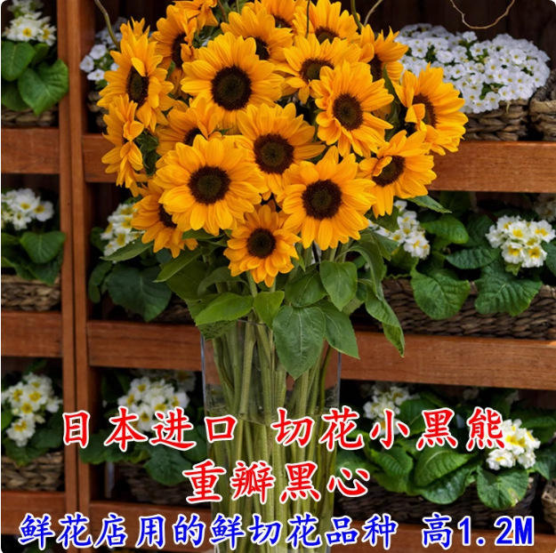 ดอกทานตะวันหมีดำ