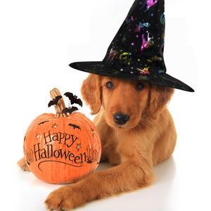 Venta al por mayor accesorios <span class=keywords><strong>para</strong></span> disfraces <span class=keywords><strong>de</strong></span> Halloween calabaza murciélago impreso <span class=keywords><strong>sombrero</strong></span> <span class=keywords><strong>de</strong></span> mago mascarada vestir <span class=keywords><strong>sombrero</strong></span> <span class=keywords><strong>de</strong></span> <span class=keywords><strong>bruja</strong></span> mágica - Product Image 3