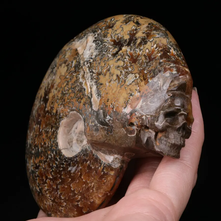 Wholesale Natural 3.2 "Ammonite Fossil Carved Crystal Skull Conch Fossil stein Crystal Skulls